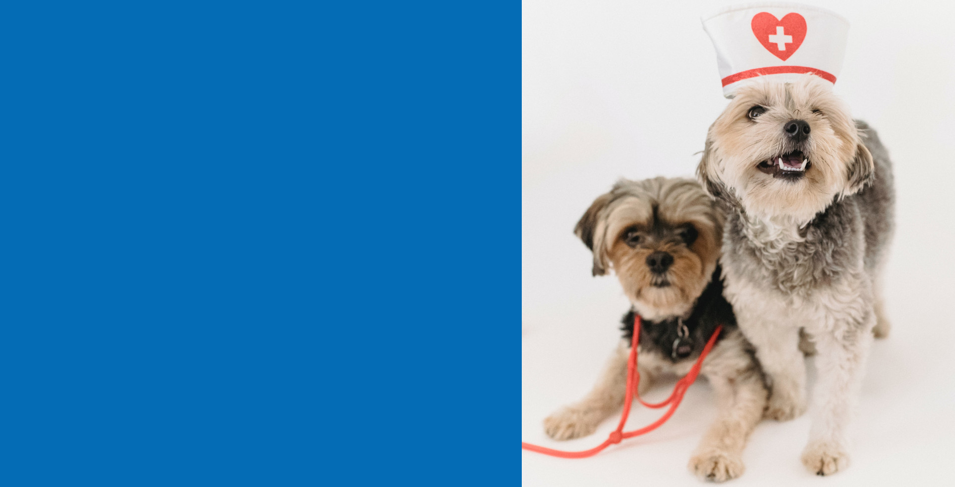 HQ banner linea veterinaria